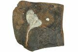 Fossil Ginkgo Leaf From North Dakota - Paleocene #215477-1